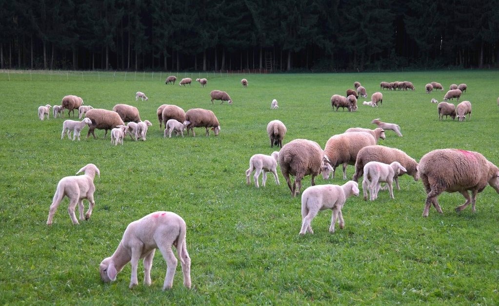 Нова українська овеча порода
