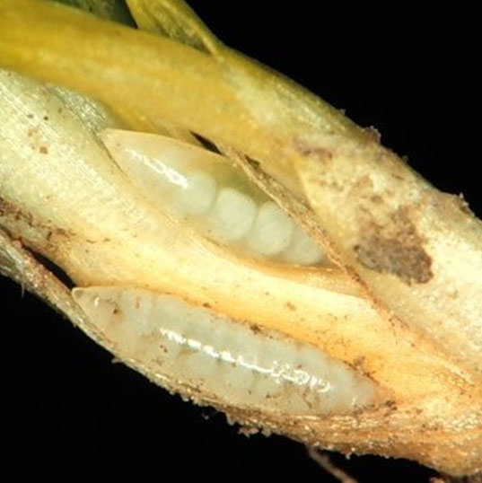 Личинка гессенской мухи.jpg