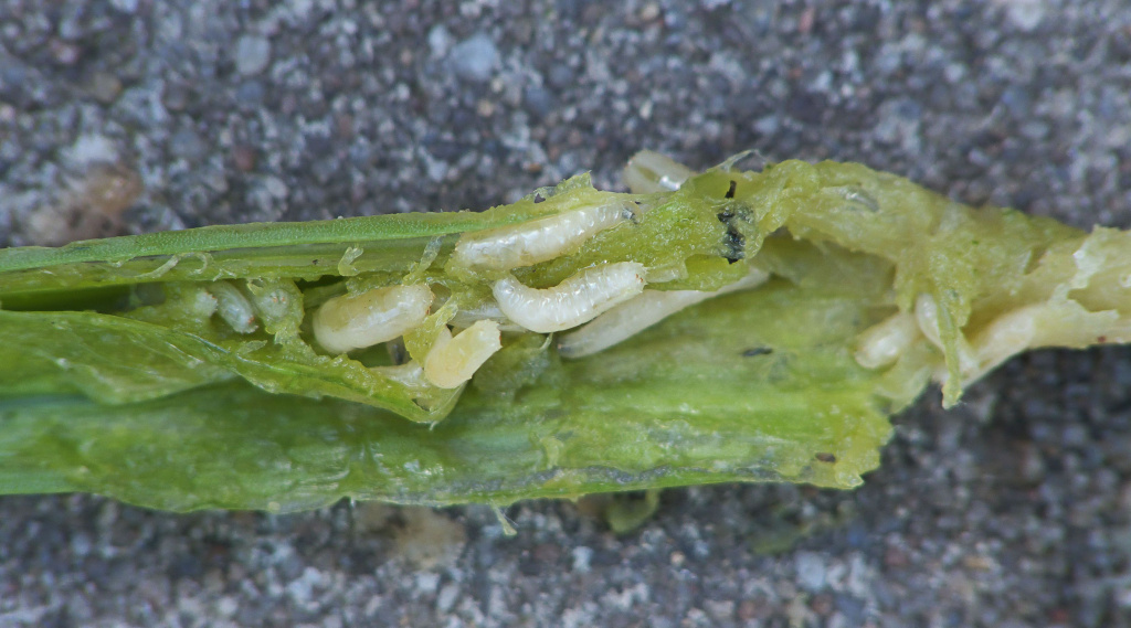 Личинки цибулевої  мухи
