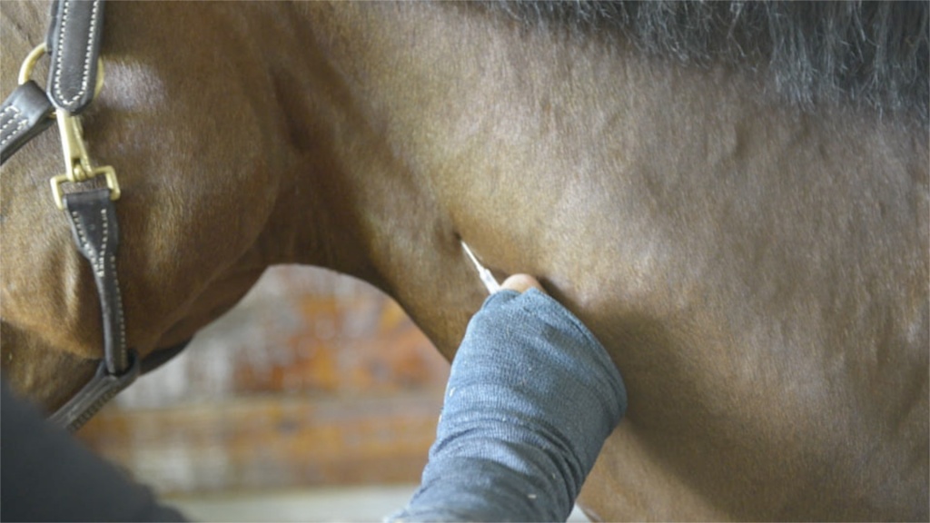 Поширені хвороби коня