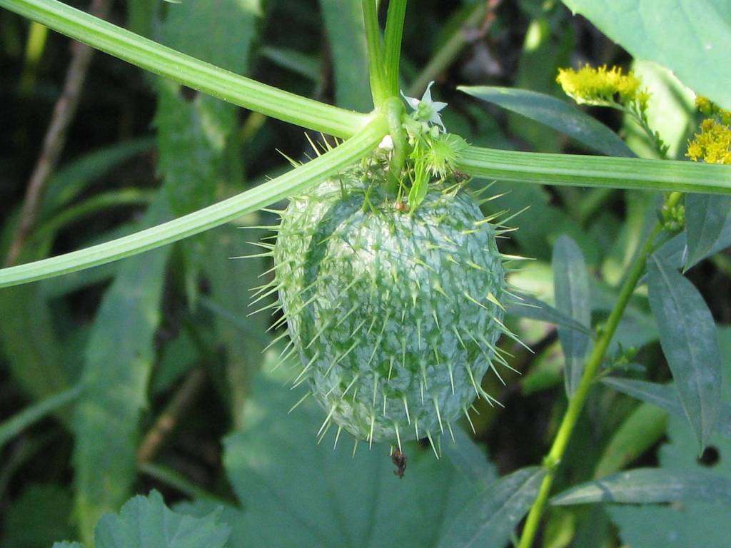  Эхиноцистис лопастный или колючеплодник лопастный (Echinocystis lobata): плод