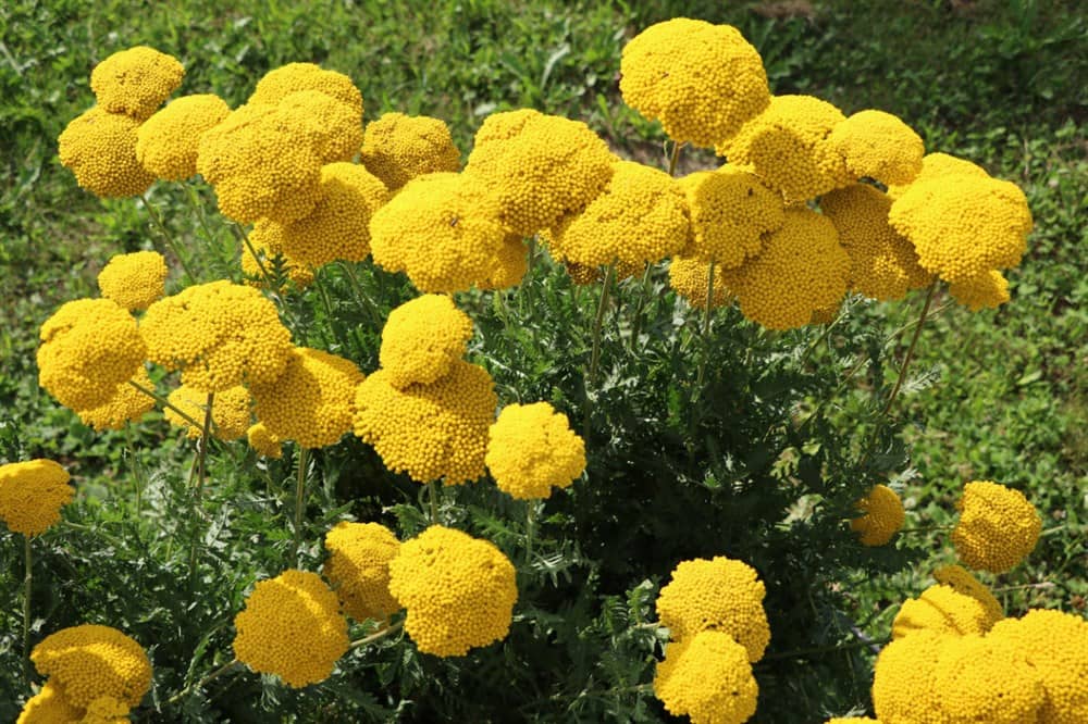 Achillea filipendulina