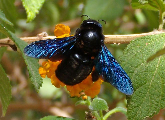 Краснокнижные насекомые Украины. Пчела - плотник