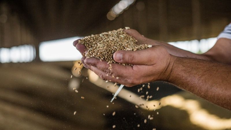 Как уберечь зерно в хранилище