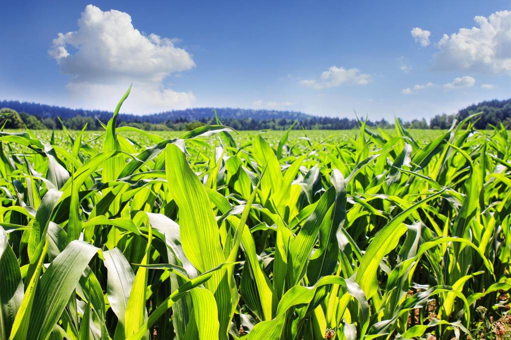 Применение ингибиторов нитрификации наиболее эффективно при выращивании культур с длительным периодом вегетации, в том числе - кукурузы