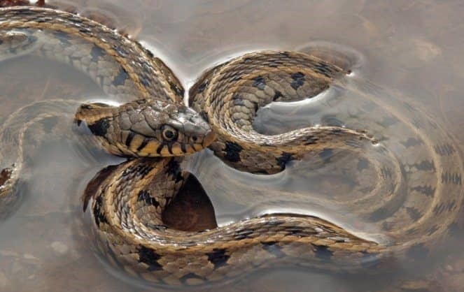 Согревание змей в теплой воде