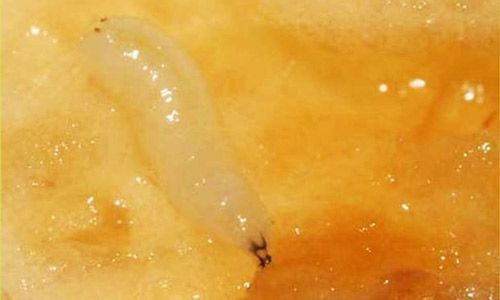 Личинка яблонной мухи