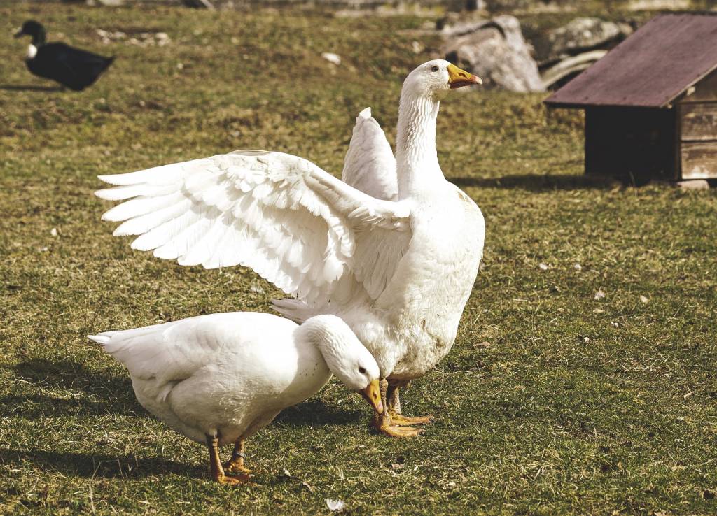 Насильне годування гусей і качок для виробництва фуа-гра в Україні заборонили