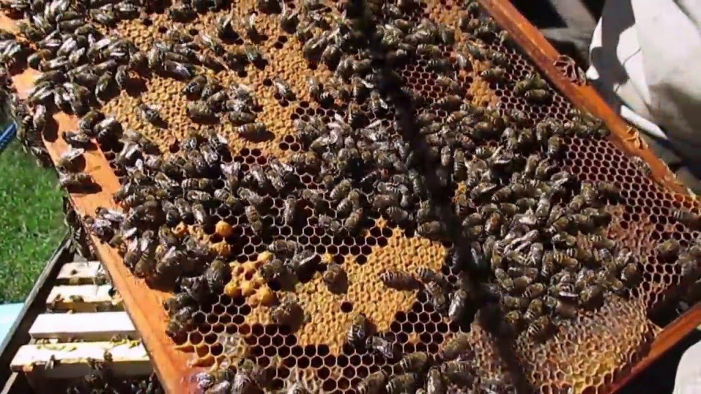 Далекосхідні бджоли