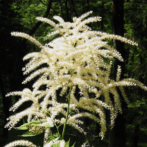 Aruncus kamtschaticus