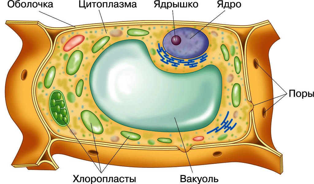 Любая клетка выделяет. Строение растительной клетки рисунок. Строение растительной клетки рис 20. Вакуоль ядро цитоплазма мембрана. Растительная клетка с обозначениями.