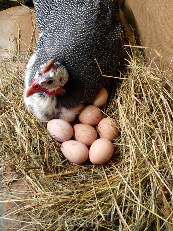 Цесарка на яйцах.jpg