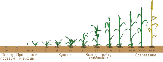 Шкала Задокса