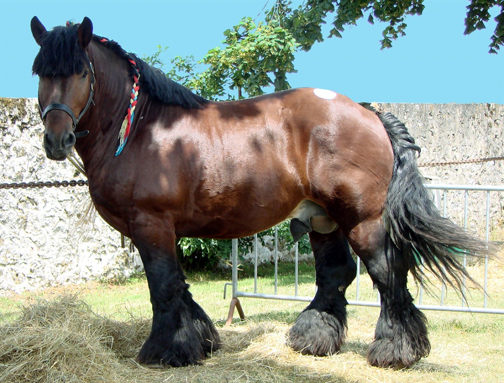 «Арденская» порода тягловых лошадей.jpg