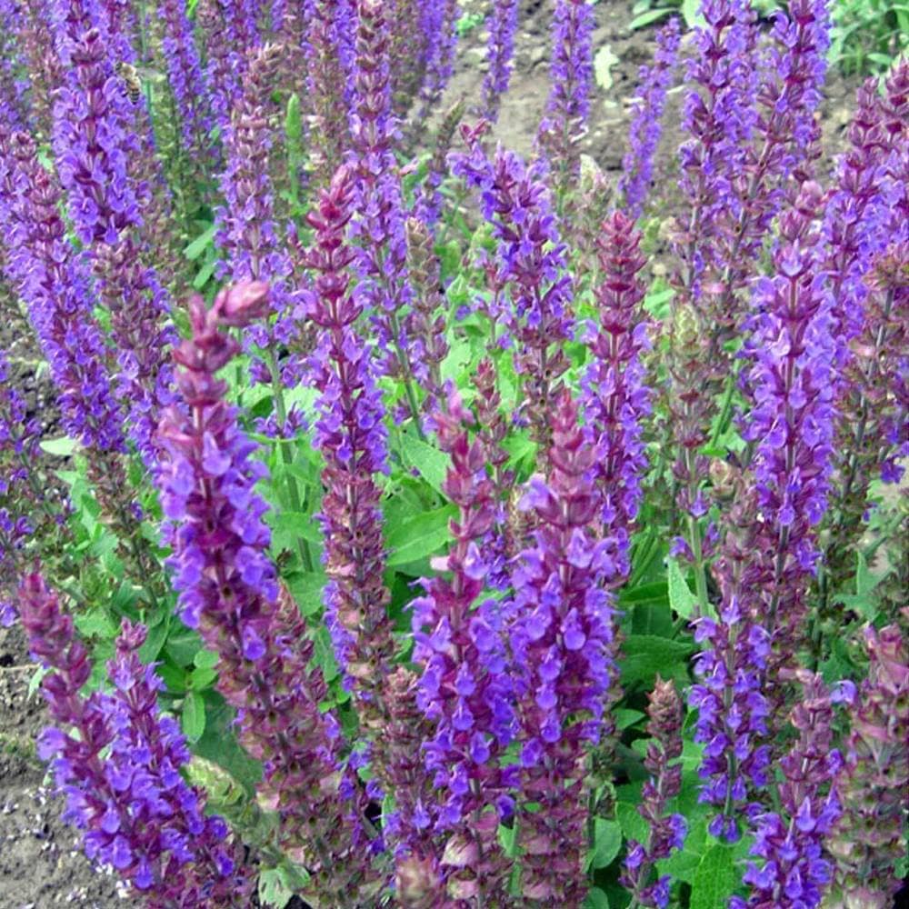 Salvia nemorosa Ostfriesland