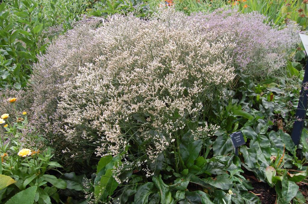 Limonium platyphyllum