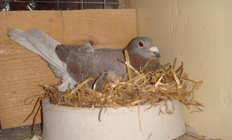 Подготовка голубей к гнездованию.jpg