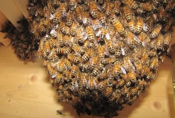Бджолиний клуб перед зимівлею