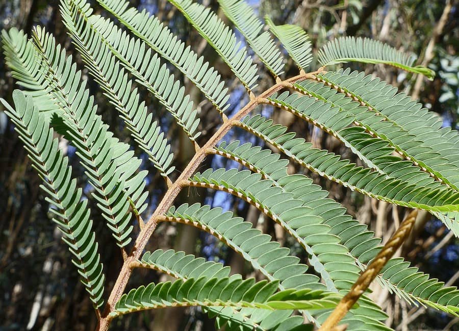 Albizia lophantha листья