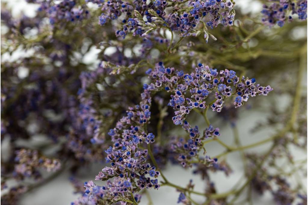 limonium sinensis purple