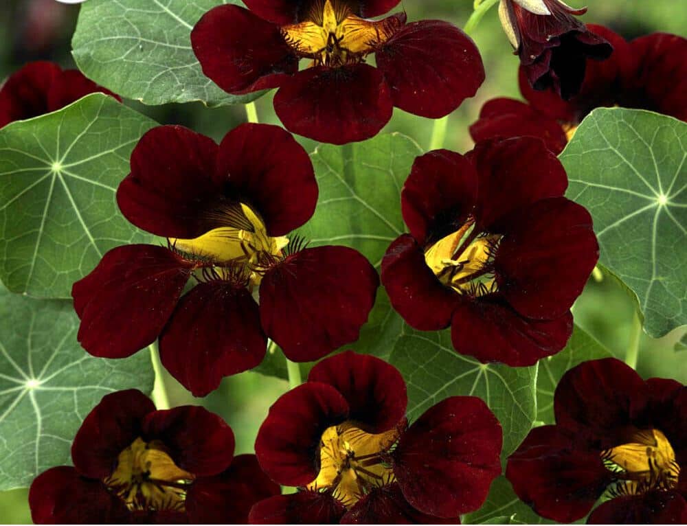 Tropáeolum május Black Velvet