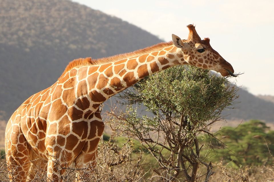 Жирафы и зонтичные акации