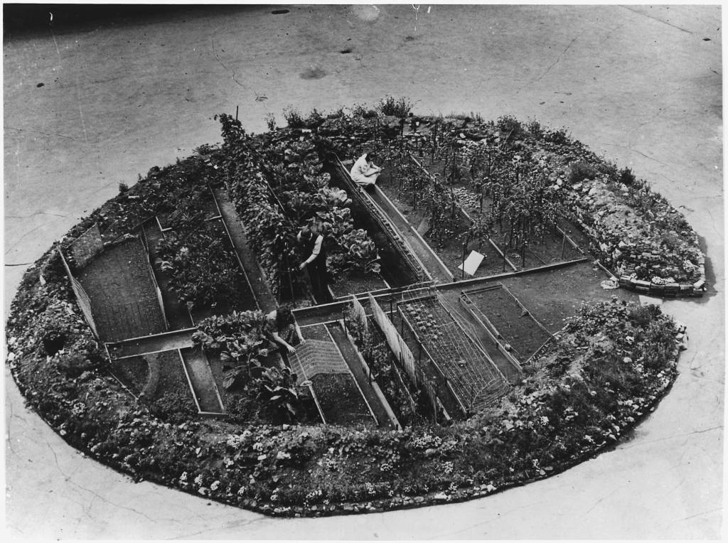 Подружжя британців виростило свій Сад Перемоги у вирві від бомби. Лондон, 1943 рік