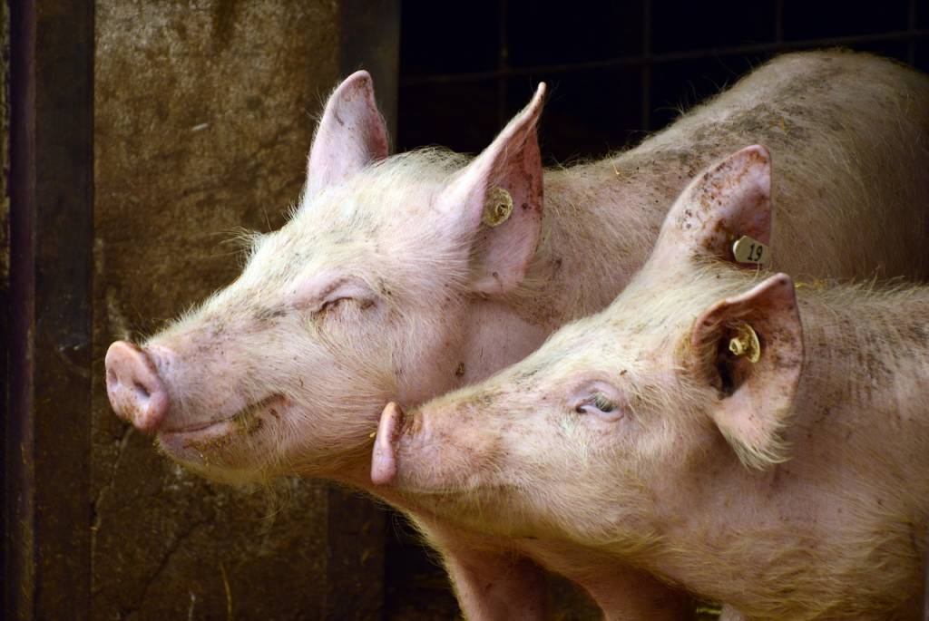 Українські виробники мають резерви зниження собівартості виробництва свинини
