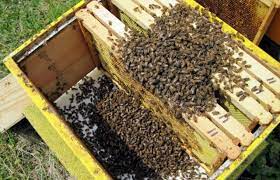 Переселение пчелопакета