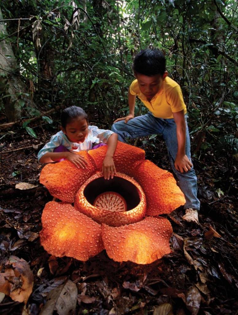 Раффлезия (Rafflesia arnoldii)