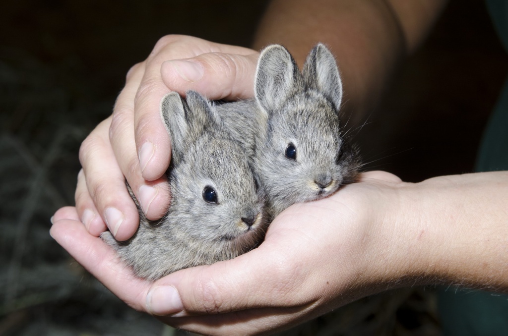 Крольчата.jpg