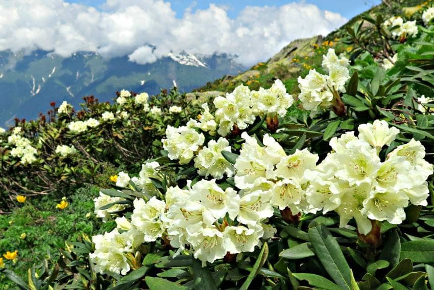 Rododendron Kavkazskij