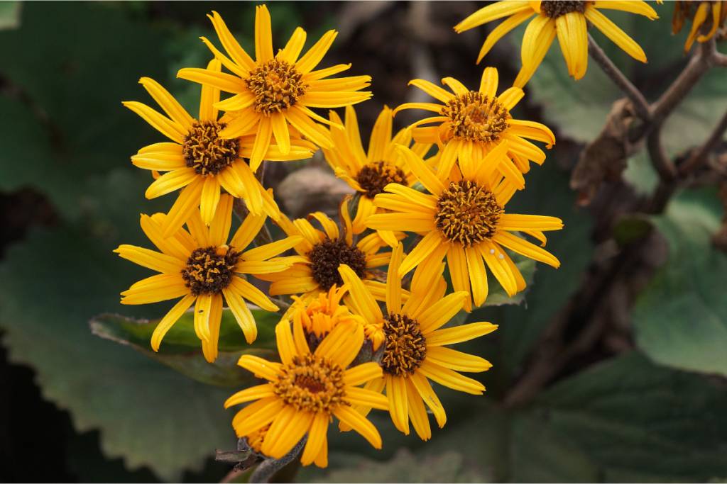 Ligularia dentata Desdemona