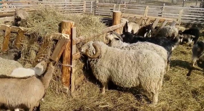 Вівці