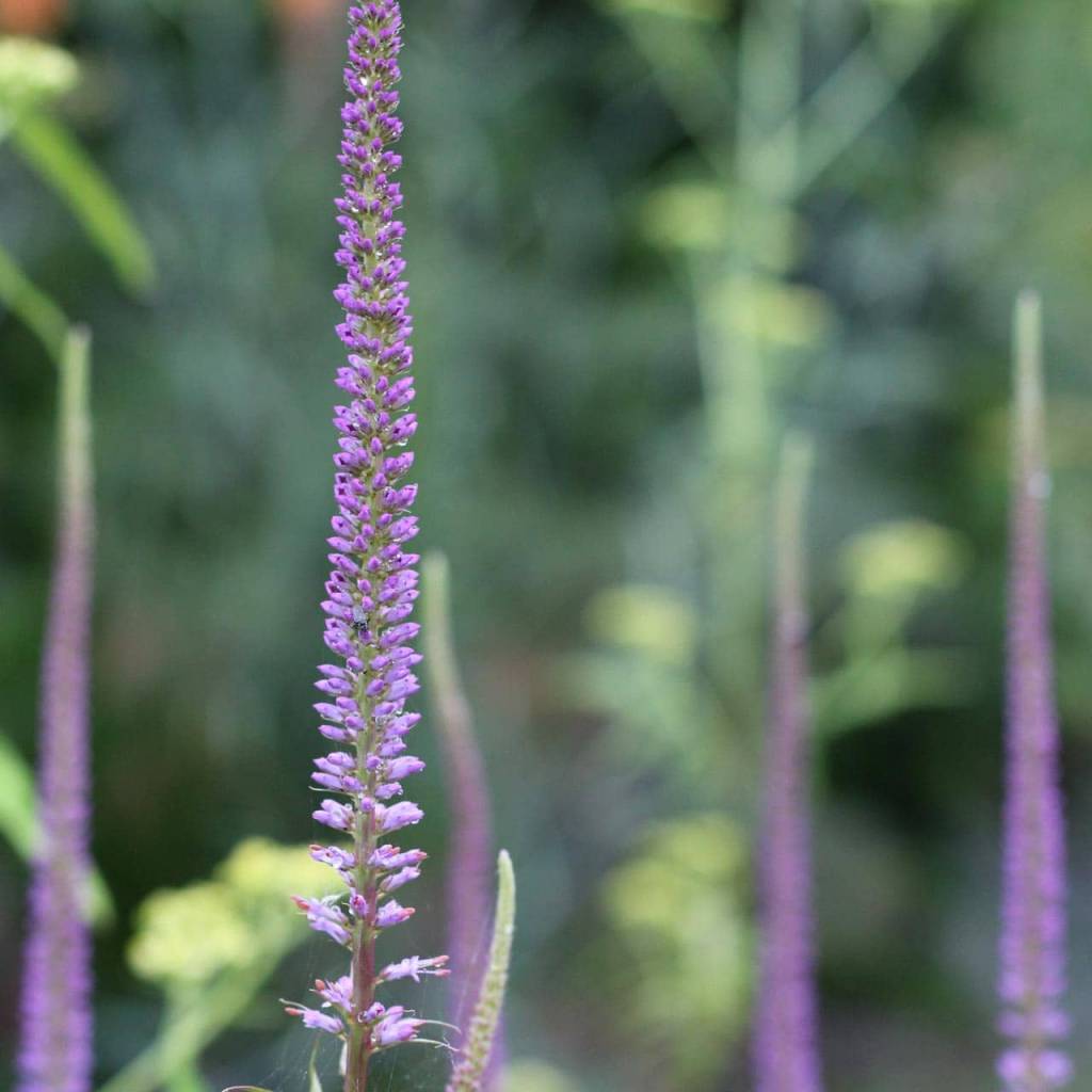 Salvia nemorosa Miss Elly