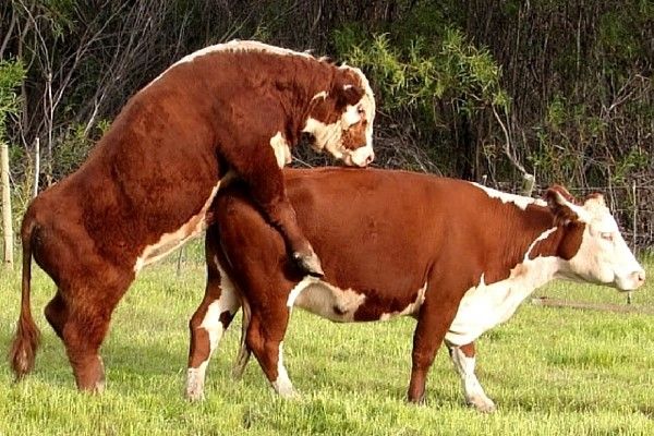 Репродуктивні проблеми корів