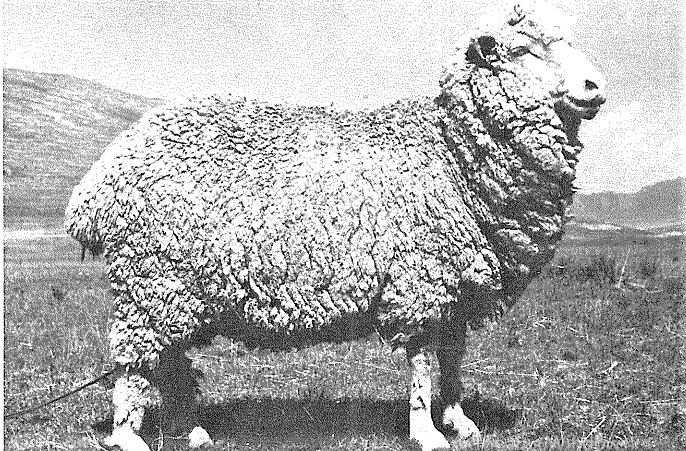 Китайське вівчарство