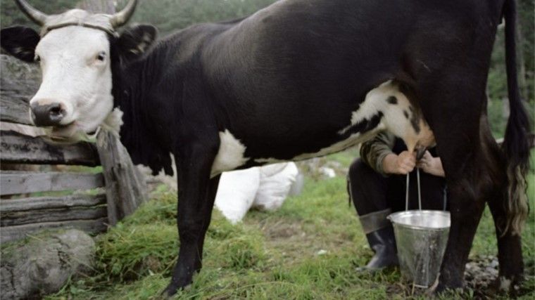 Запуск коровы