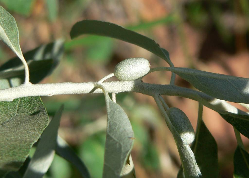 Плод лоха узколистного - костянковидный сфалерокарпий.