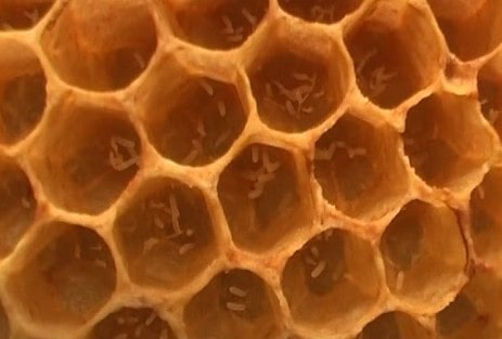 Засів бджіл-трутівок