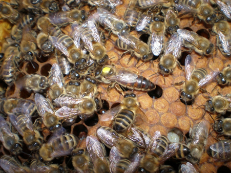 Матка і робочі бджоли типу «Рахівський»