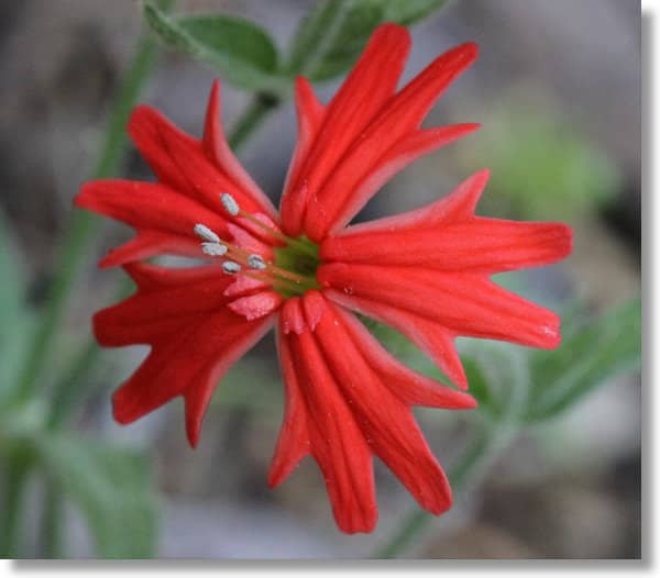 Silene californica indian pink