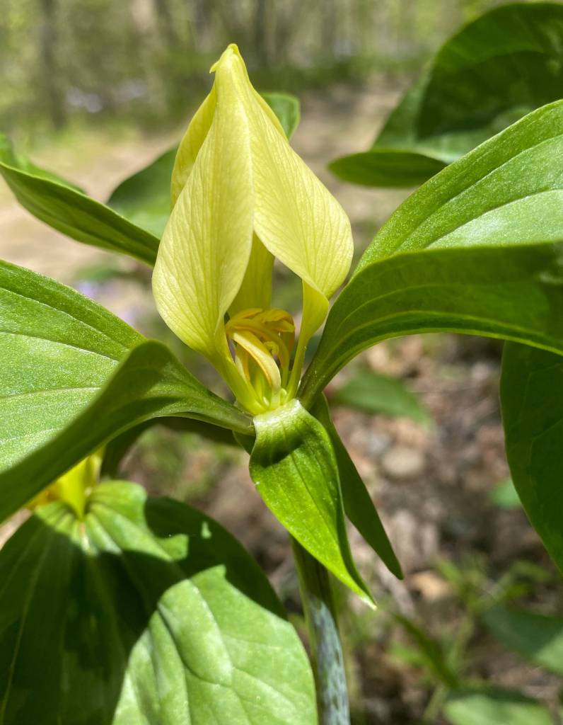Trillium recurvatum yellow