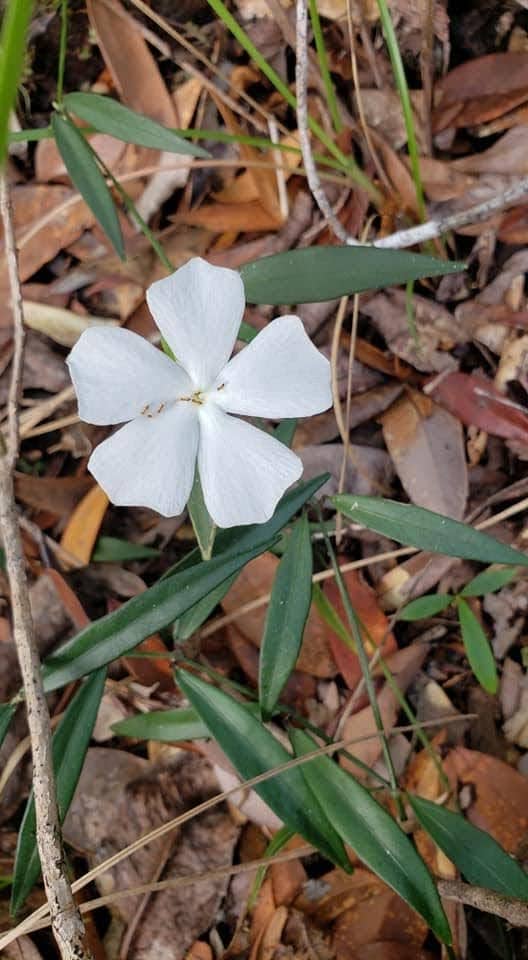 Thunbergia fragrans var. vestita