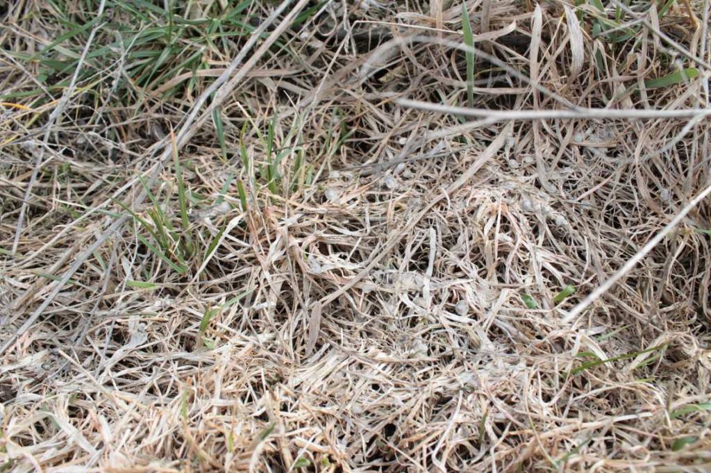 снігова плісінь Monographella nivalis уражає озиму пшеницю