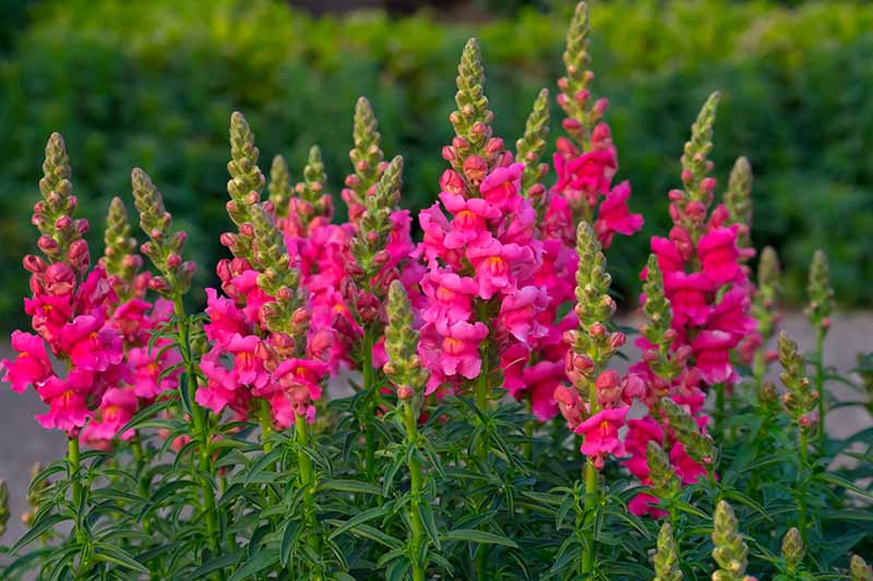 Antirrhinum majus