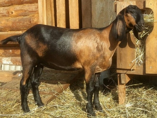 Нубійська порода кіз