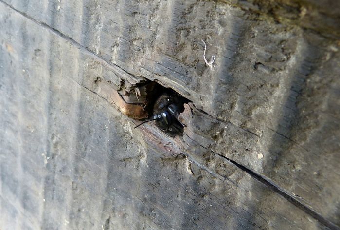 Пчела - плотник в гнезде