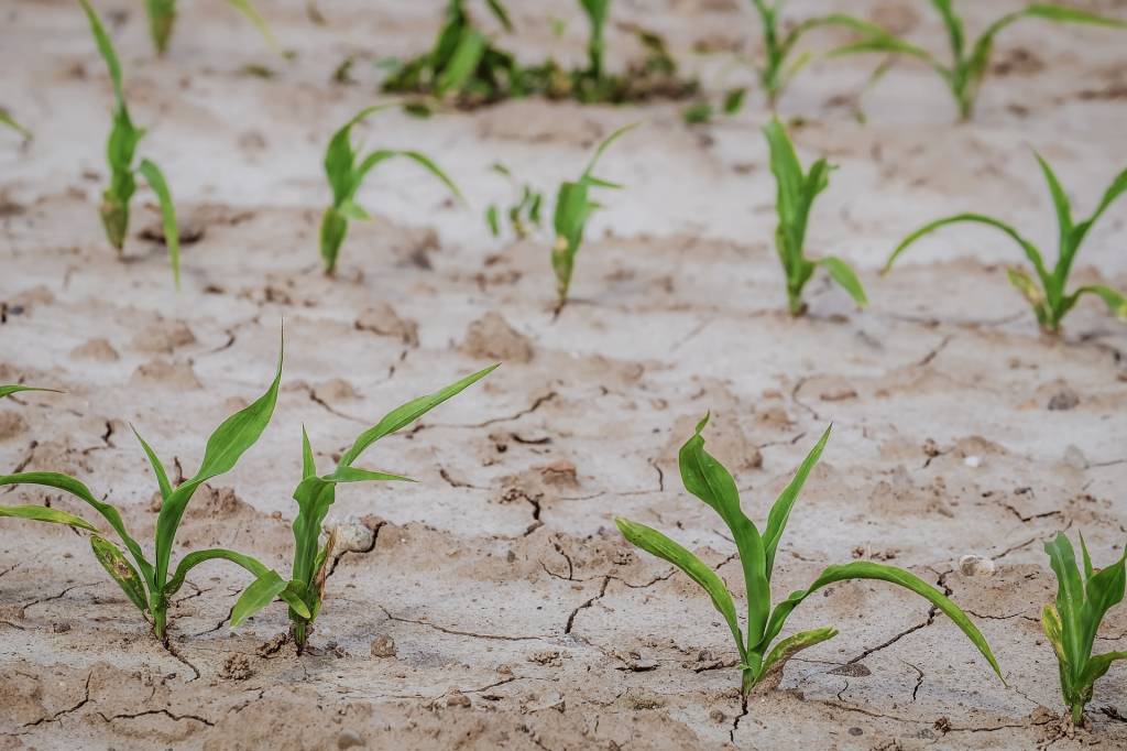 Кукуруза в засуху