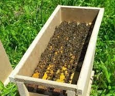 Сотовый пчелопакет